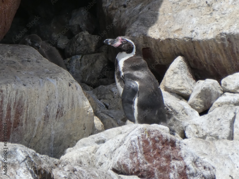 Fototapeta premium Humbolt Penguins on Ballestas Island