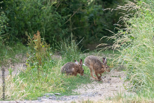 Wallpaper Mural Feldhase (Lepus europaeus) Torontodigital.ca