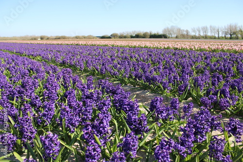 Campo de rosa, púrpura, amarillo, rojo y naranja jacinto y tulipán en Plomeur, Bretage, Francia a principios de primavera.