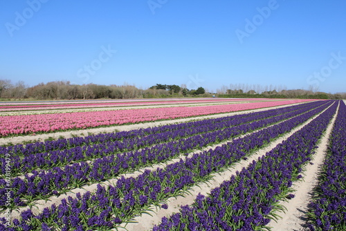 Campo de rosa, púrpura, amarillo, rojo y naranja jacinto y tulipán en Plomeur, Bretage, Francia a principios de primavera.