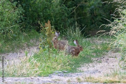 Fototapeta Naklejka Na Ścianę i Meble -  Feldhase (Lepus europaeus)