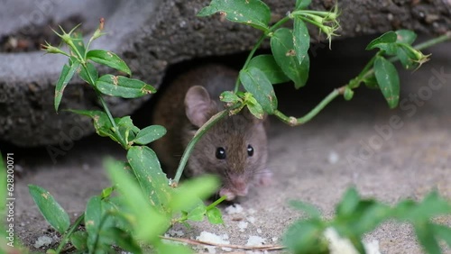 The house mouse is a small mammal of the order Rodentia, characteristically having a pointed snout, large rounded ears, and a long and almost hairless tail. 
