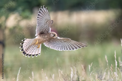 Bild auf Leinwand Turmfalke (Falco tinnunculus)
