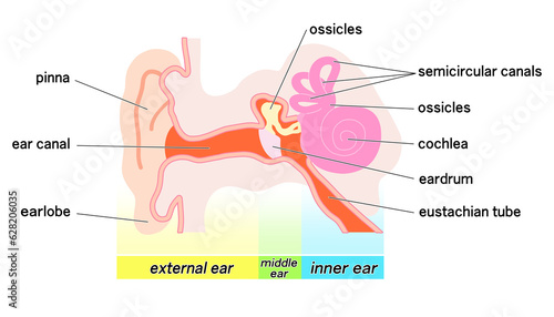 シンプルな耳の構造概略図 photo