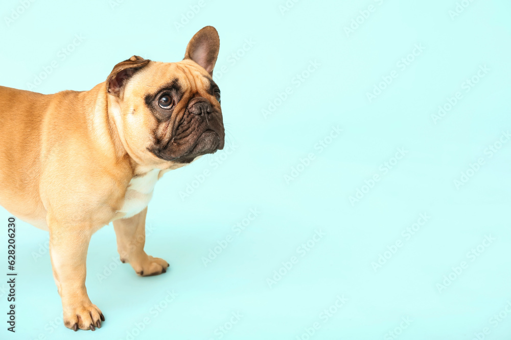 Fototapeta premium Cute French bulldog on blue background