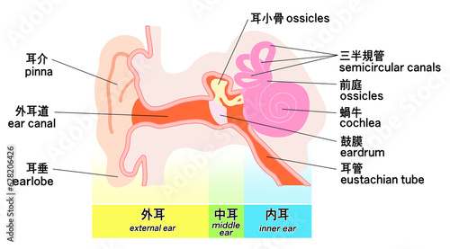 シンプルな耳の構造概略図 photo