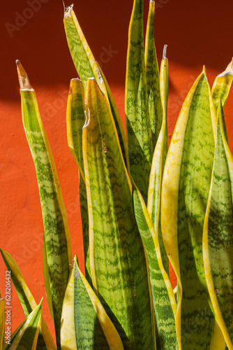 Sansevieria trifasciata Textura