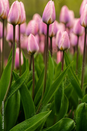 Buds of rose tulips with green leaves in soft lights at blur background 