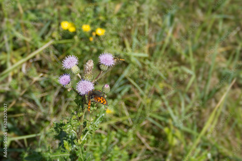 Small Copper (Lycaena phlaeas) butterfly sitting on a pink flower in Zurich, Switzerland Small Copper (Lycaena phlaeas) butterfly sitting on a pink flower in Zurich, Switzerland