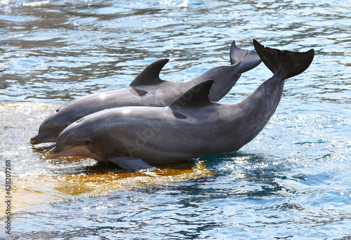 The Bottlenose Dolphins are having fun in blue lagoon. Funny and friendly animal. Greeting from tropical paradise.