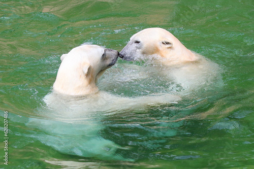 Two Polar Bears are playing and fighting in the water.