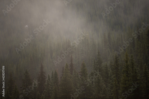 fog in the forest © RFH Photography