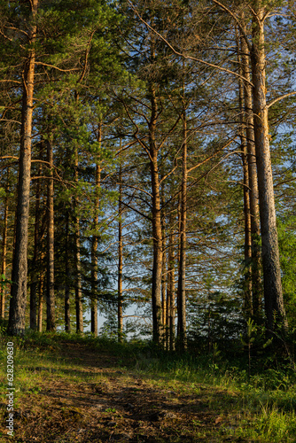 autumn forest in the morning