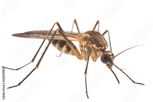 mosquito isolated on white