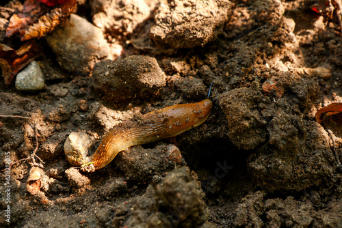 red garden slug crawling on the ground, garden pests