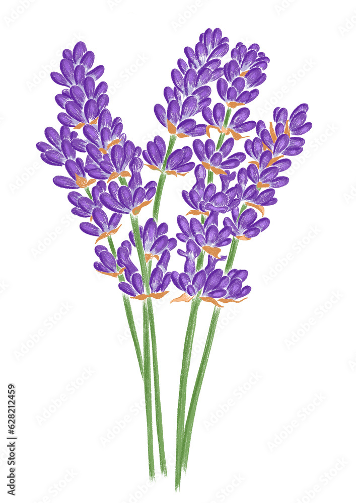 Lavender flowers hand drawn illustration isolated on transparent background Lavender flowers hand drawn illustration isolated on transparent background