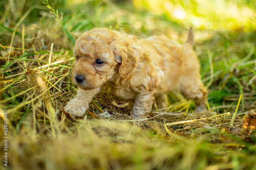 Red poodle puppy, toy poodle puppy 