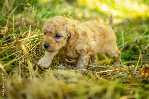 Red poodle puppy, toy poodle puppy 