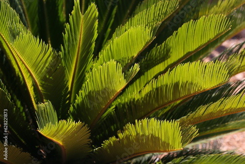 Palmfarn