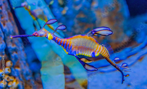 Colorful Weedy Seadragon Fish Oahu Hawaii photo