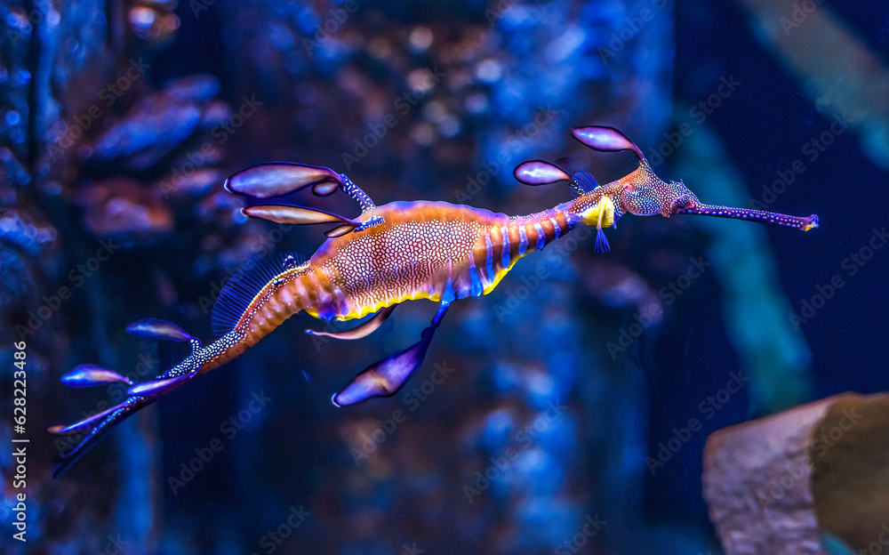 Colorful Weedy Seadragon Fish Oahu Hawaii