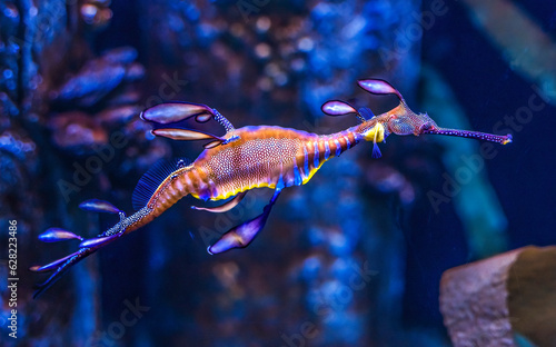 Obraz na płótnie Colorful Weedy Seadragon Fish Oahu Hawaii w salonie