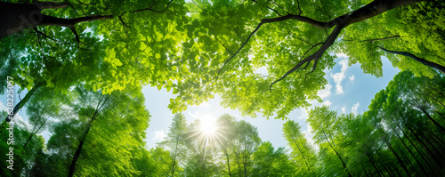 Beautiful forest scene, bottom view of tall trees in national park with brown black branch and new green leaves sprout out in spring season