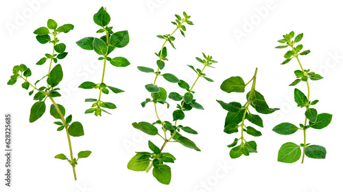 collection set of oregano herbs isolated over transparent background png