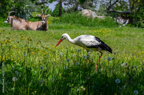 Large bird white stork ciconia hunting in the grass on the meadow with white and black plumage and red beaks and legs