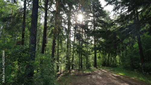 footpath in the forest