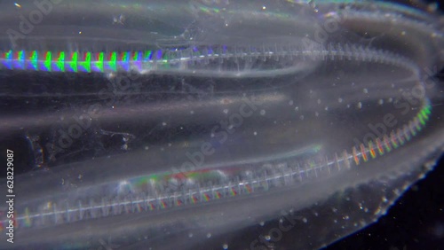 Invasive jellyfish ctenophora (Mnemiopsis leidyi), Black Sea photo