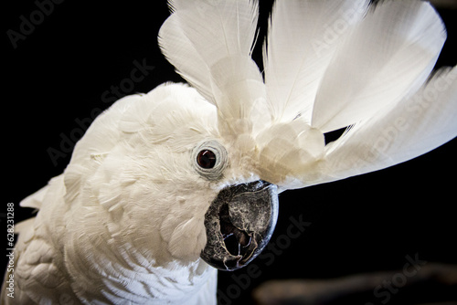 Umbrella cockatoo isolated on black.
