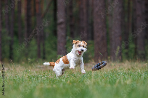 Dog breed Jack Russell Terrier with a jumping black rubber ring. Pet and his toy on the background of the forest