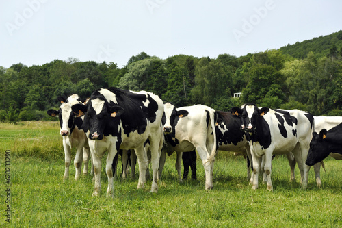 troupeau de vaches