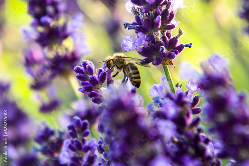 Pszczoły zbierające pyłek z kwiatów lawendy. photo