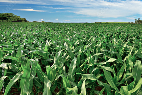 Plantação de milho