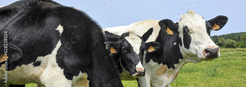 panoramique vaches