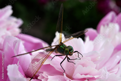 A dragonfly on a peony flower. A large dragonfly. A predatory insect.