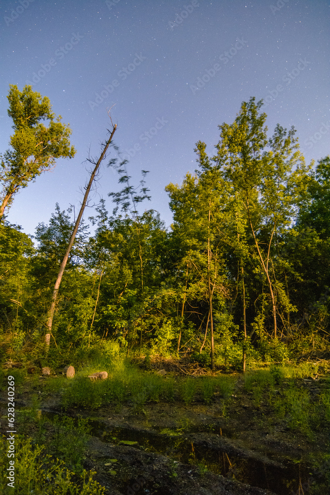 Obraz premium night forest with tall thin trunks of green trees, illuminated by a bright orange moon, against a blue sky