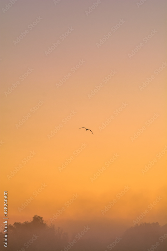 birds in the sunset