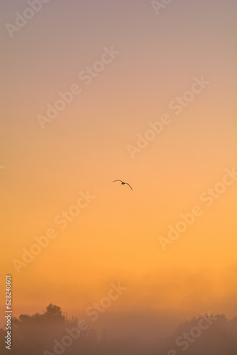 seagull against the background of an orange sky, during the morning thick fog, during the golden hour