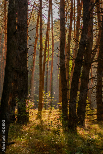 autumn forest in the morning © Kykes_