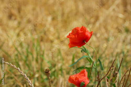 red poppy flower in the agricultural field