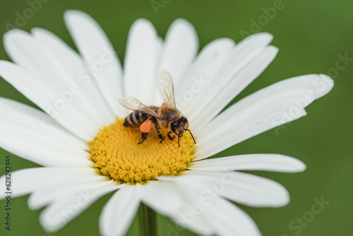 Exquisite Macro Shot of a Bee on a Vibrant Flower. Macro photography