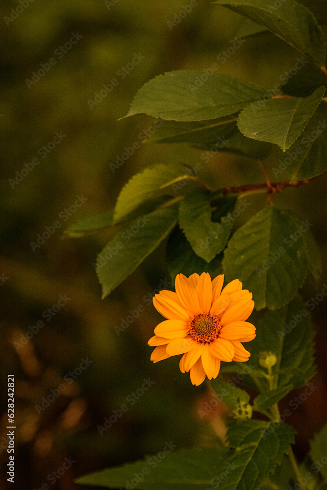 macro of a bright orange flower against a background of green leaves, during the golden hour macro of a bright orange flower against a background of green leaves, during the golden hour