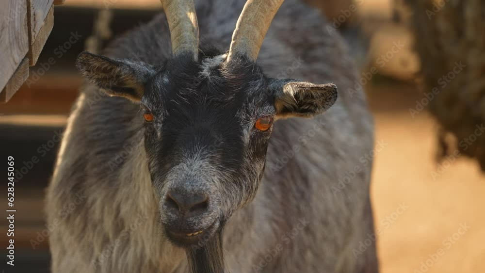 Funny and weird smiling goat with goatee staring looking at the camera. Grey goat with horns in the shadow at summer day in the farm, animal portrait. Funny and weird smiling goat with goatee staring looking at the camera. Grey goat with horns in the shadow at summer day in the farm, animal portrait.