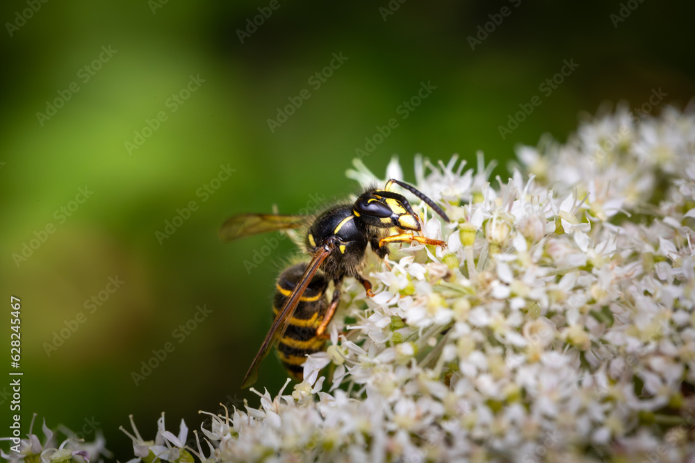 Closeup of a wasp on a plant in the garden Closeup of a wasp on a plant in the garden