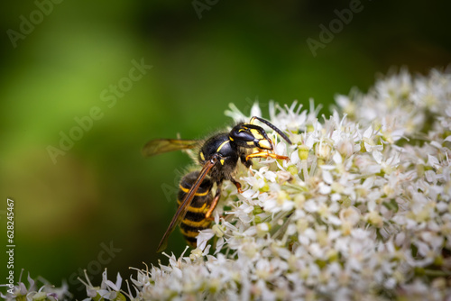 Closeup of a wasp on a plant in the garden © max