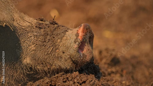 Pig snout in the dirt at open farm, hot summer evening. Hilarious dirty hog in ranch mud. Domestic pig livestock at free range. Livestock agriculture, environment, animal rights. photo