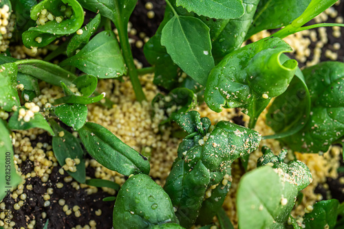 Millet to protect against ants and aphids affected by diseased spinach.